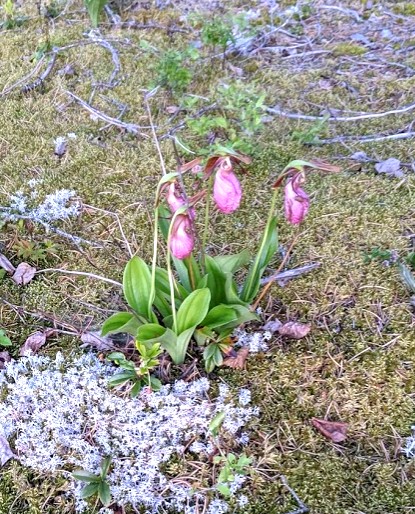 Pink Lady's Slipper